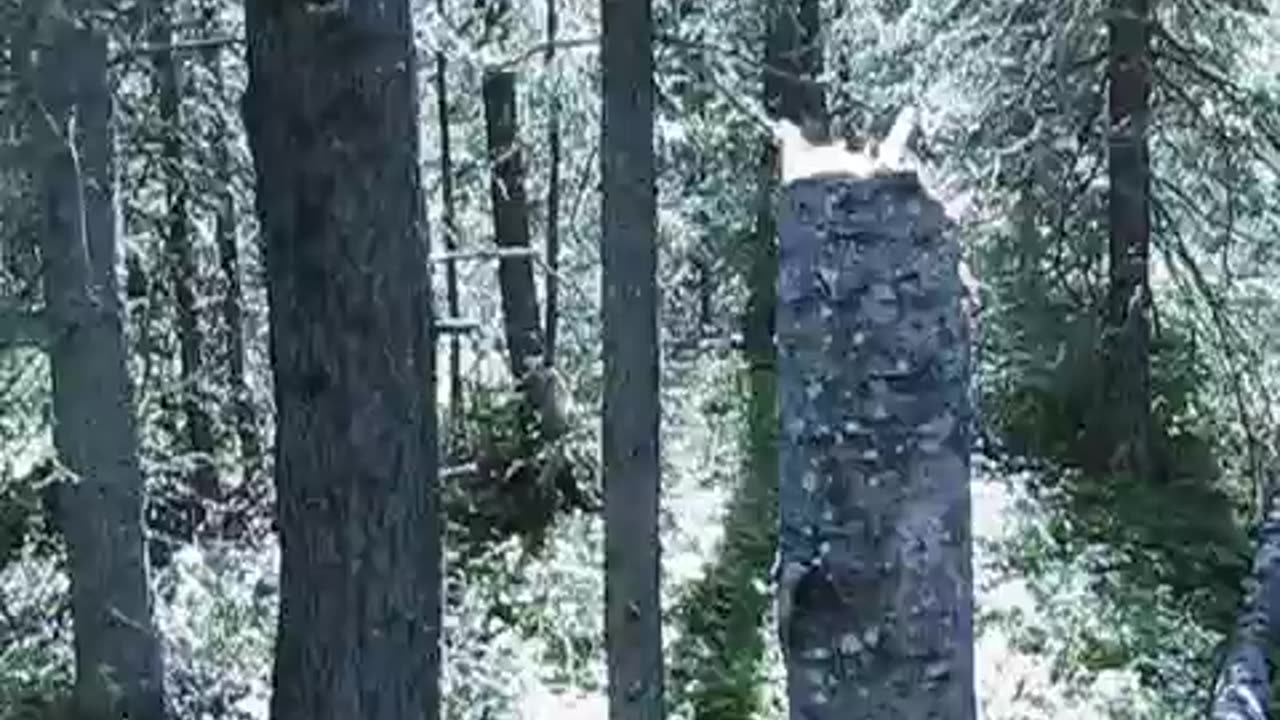 Bigfoot Scares Bowhunter