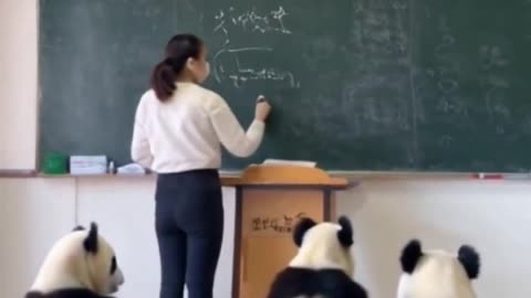 Pandas at school