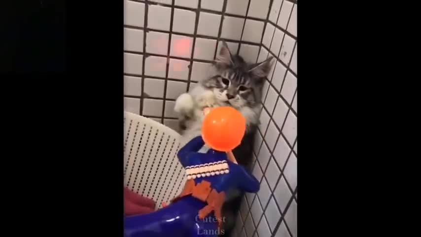 Cute and funny pets, cats | Try not to laugh to these pets compilation