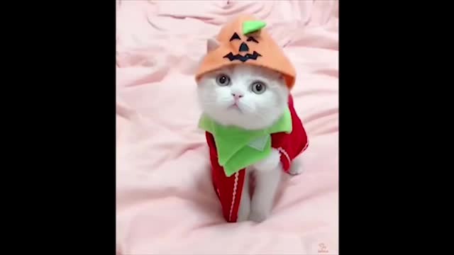Sweet cat's baby- punny video