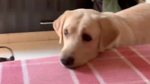 Cute dog love McDonald😂😋