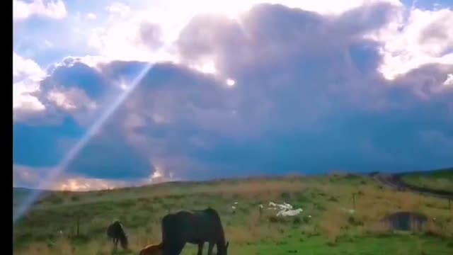 Damascus with pony play in the grasslands, a warm family