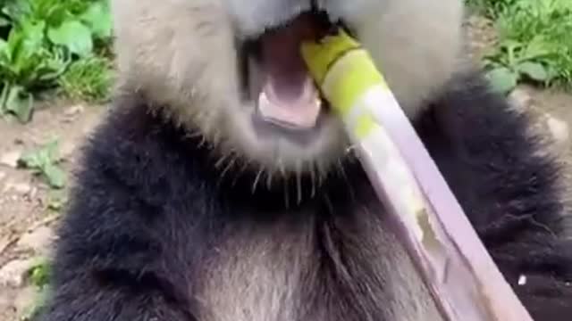 Fun and cute animals and tired of their owners
