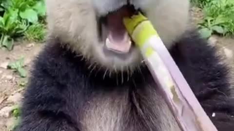 Fun and cute animals and tired of their owners