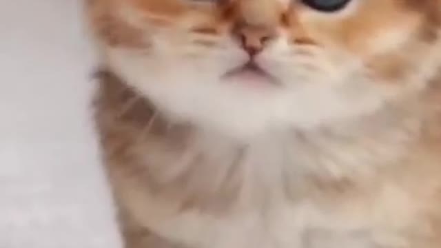 The Funniest Cat Videos on the Internet 🤣🐱