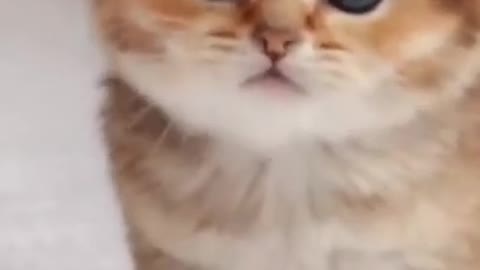 The Funniest Cat Videos on the Internet 🤣🐱