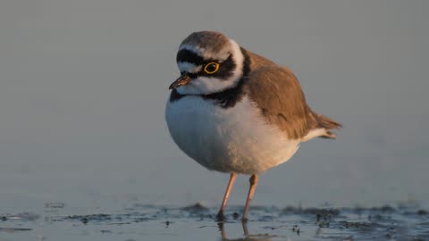 The Little Ringed Plover: Close Up HD Footage (Charadrius dubius)