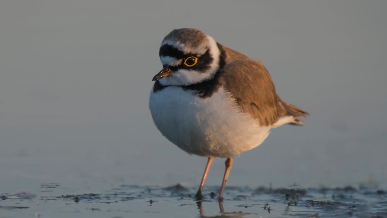 The Little Ringed Plover: Close Up HD Footage (Charadrius dubius)