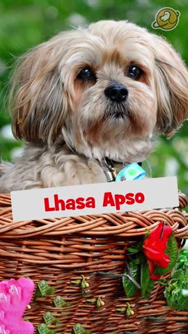 Dog Price List In India For Small Dogs _ How Much ___ do Small Dogs Cost in India