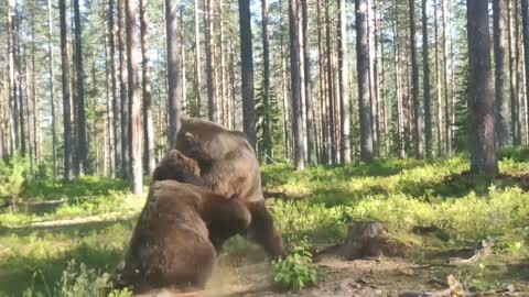 2 Big bear fight.in Finland.