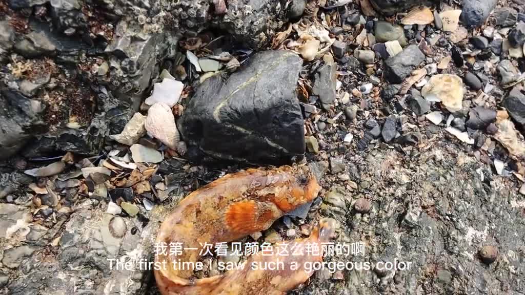 Wen Ming rushing to the sea: The first time I encountered a short-legged octopus, I ran aw