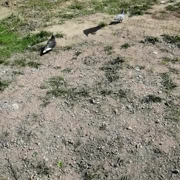 Beautiful pigeons in the city.