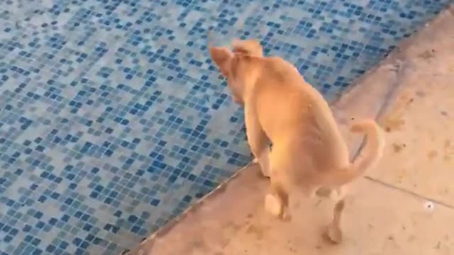 Dog Goes for Surprise Swim