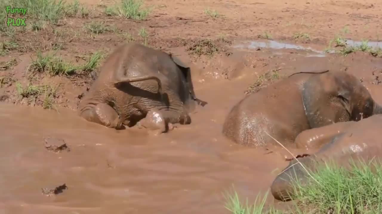 Most Funny and Cute Baby Elephant Videos Compilation