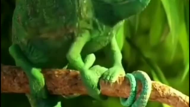 A hungry Chameleon hunting his food and watch changing his color