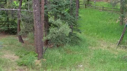 Mama Bear Attacks Fawn While Cubs Watch From Tree