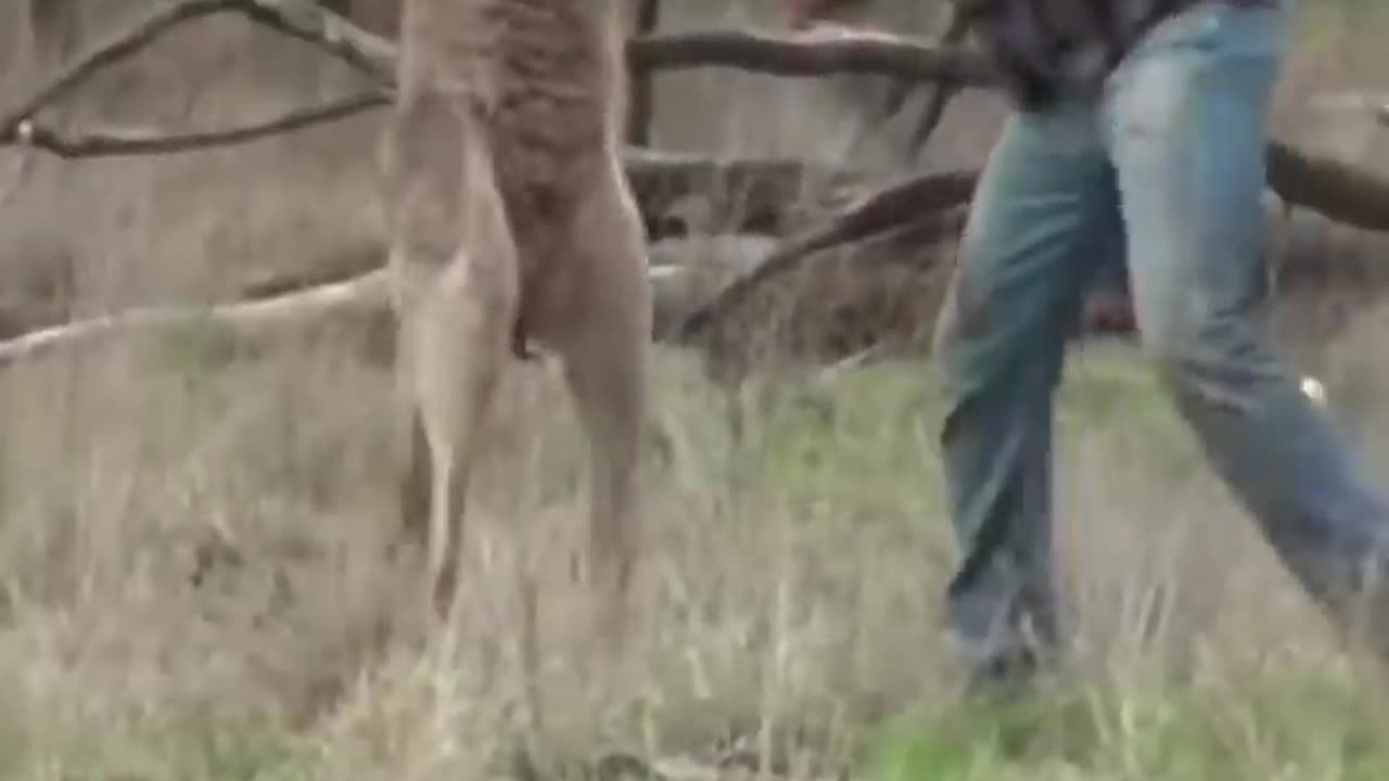 Man punches KANGAROO to save dog