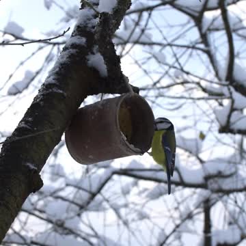How to Build Glass Bird Cage