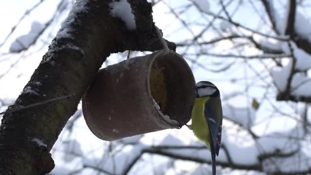 How to Build Glass Bird Cage