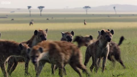 Lion Trapped by Clan of Hyenas | Dynasties | BBC Earth
