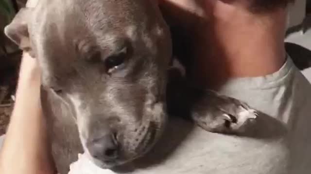 Brown dog hugging owner in grey shirt