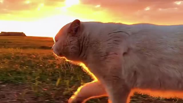 The daily life of pet cat Dabai - elegant cat under the sunset