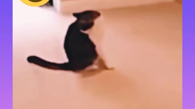 Funniest cat video - The Best Animal video 2022