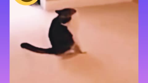 Funniest cat video - The Best Animal video 2022