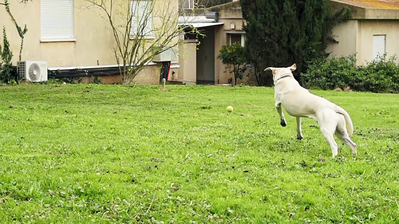 Super slow motion of a white dog catching a tennis ball