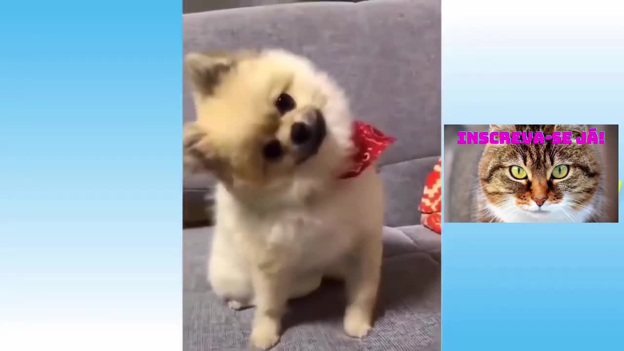 FUNNY ANIMALS FAIL TO TRY NOT TO LAUGH CHALLENGE