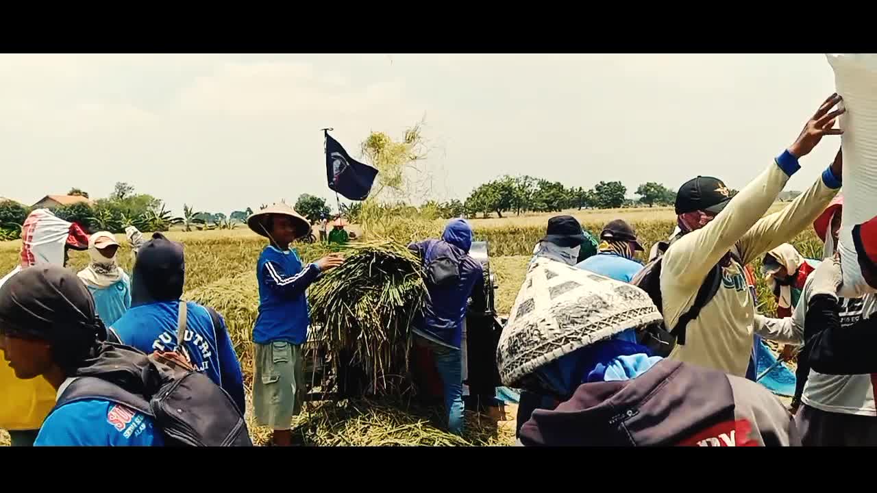 Indonesian rice farmers are grinding their crops