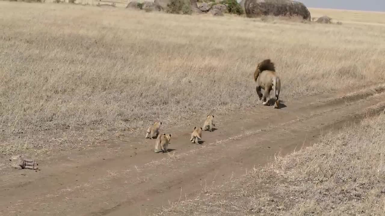 Lion dad tries to ditch his kids