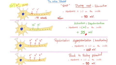 Action Potential