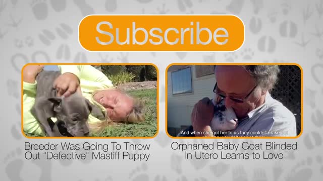 Cute baby animal videos very attractive and very funny and really amazing