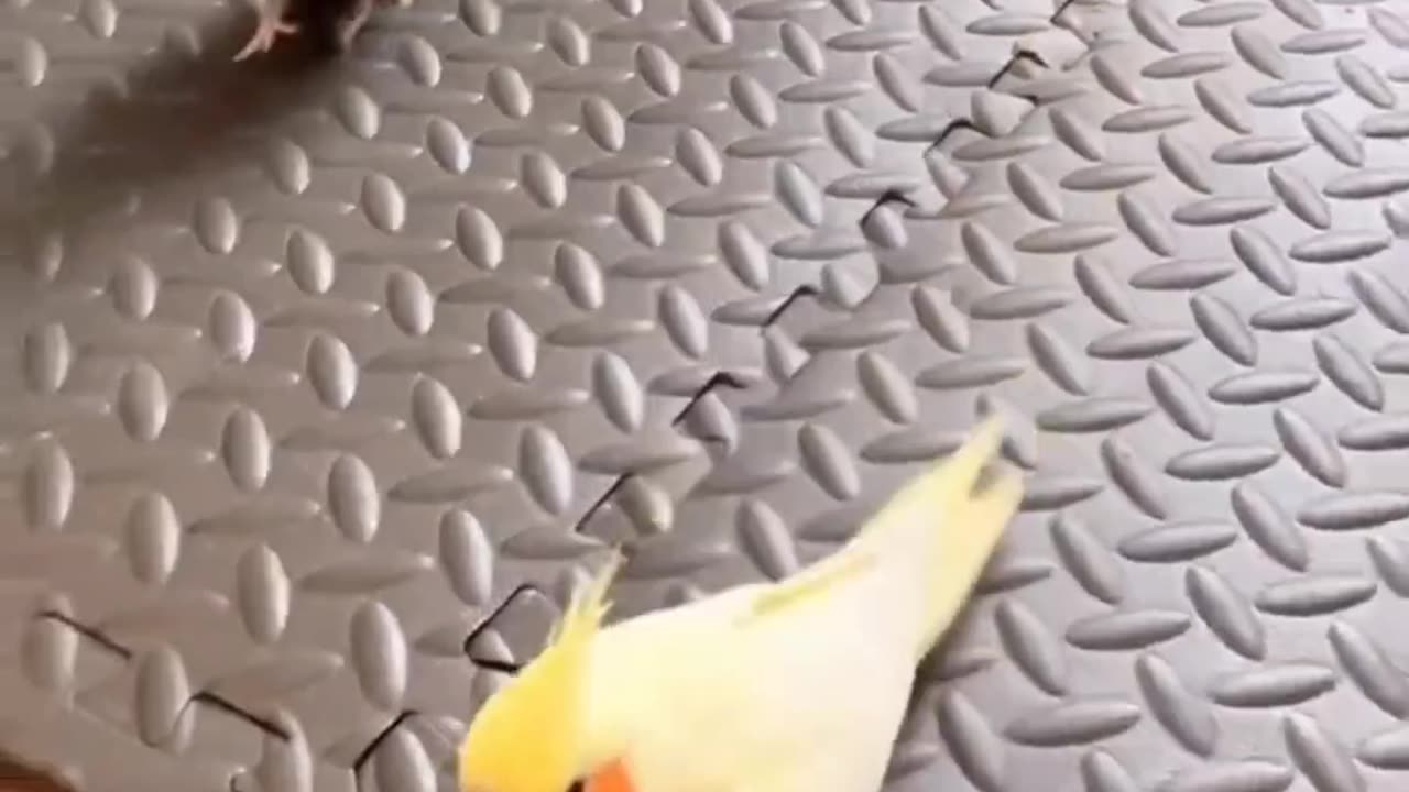 These cockatiels love their own footstep sound #viral #ytshorts #shorts #cockatiel #trending #asmr