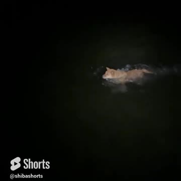 It Came From the Lake