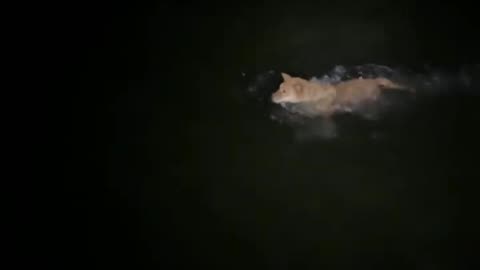 It Came From the Lake