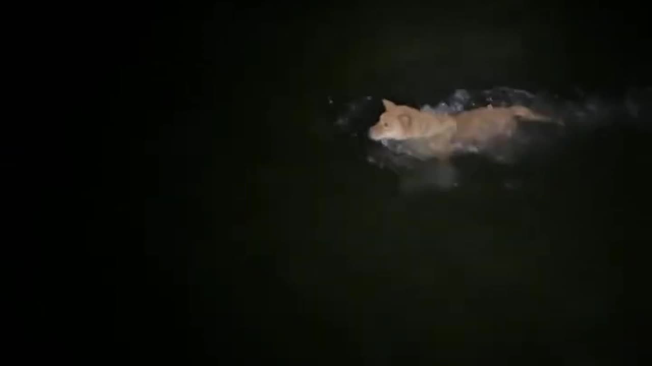 It Came From the Lake
