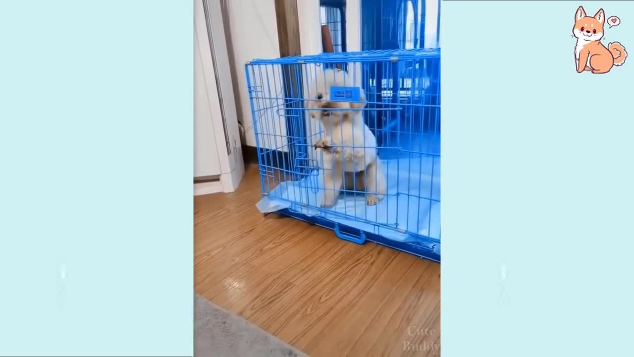 Smart and Funny Dog Compilation 2021