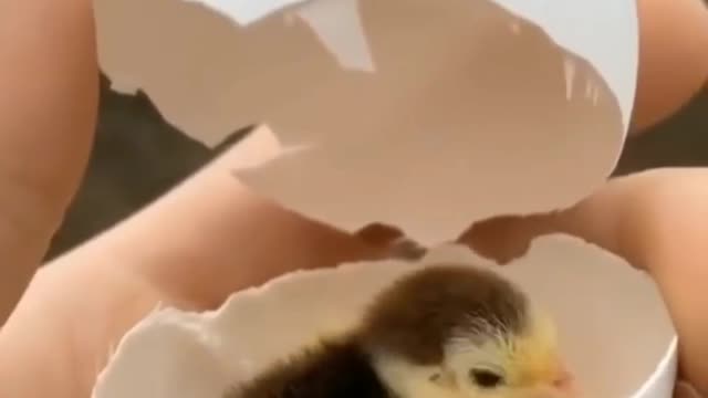 Wow So Cute.😍😍