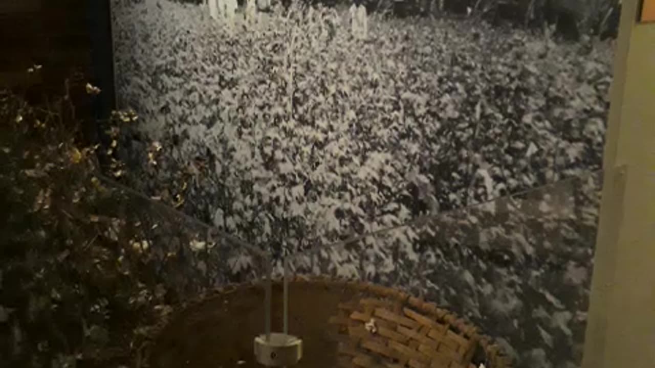 The South didn't do a Cotton Picking thing!