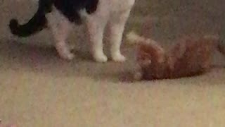 Kitty in training