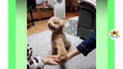 Cute Poodle Puppy Compilation