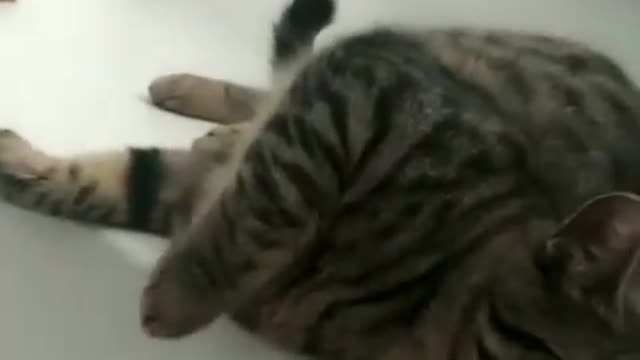 Black and White cat is not in same track