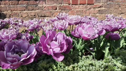 Tulip Garden at Hampton Court palace