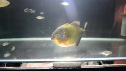 Piranha 4k HD Quality