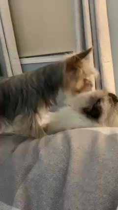 Yorkie gives love to reluctant cat