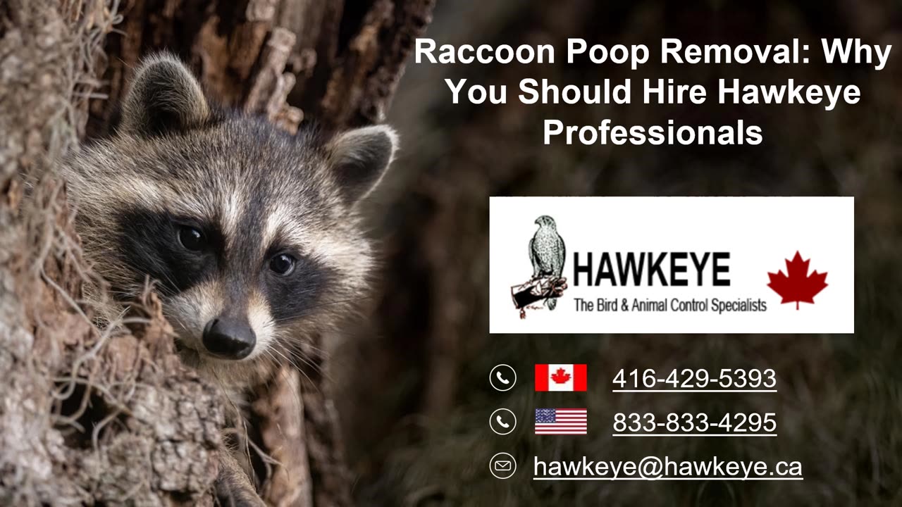 Raccoon Poop Removal: Why You Should Hire Hawkeye Professionals