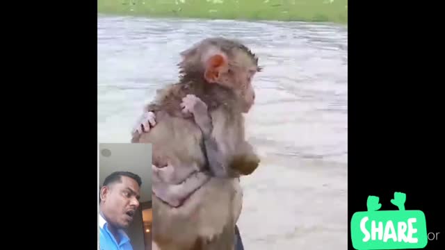 ❤Monkey Mother Love❤So sad😔