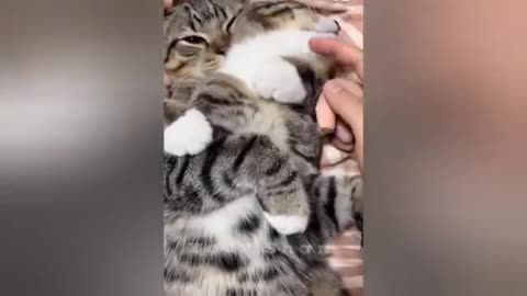 20 minutes of adorable cats and kittens videos to keep you smiling